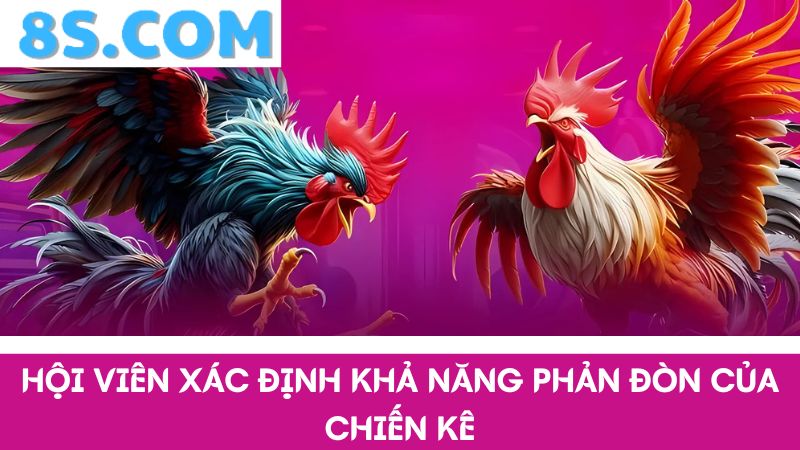 xác định khả năng phản đòn 8S Đá gà